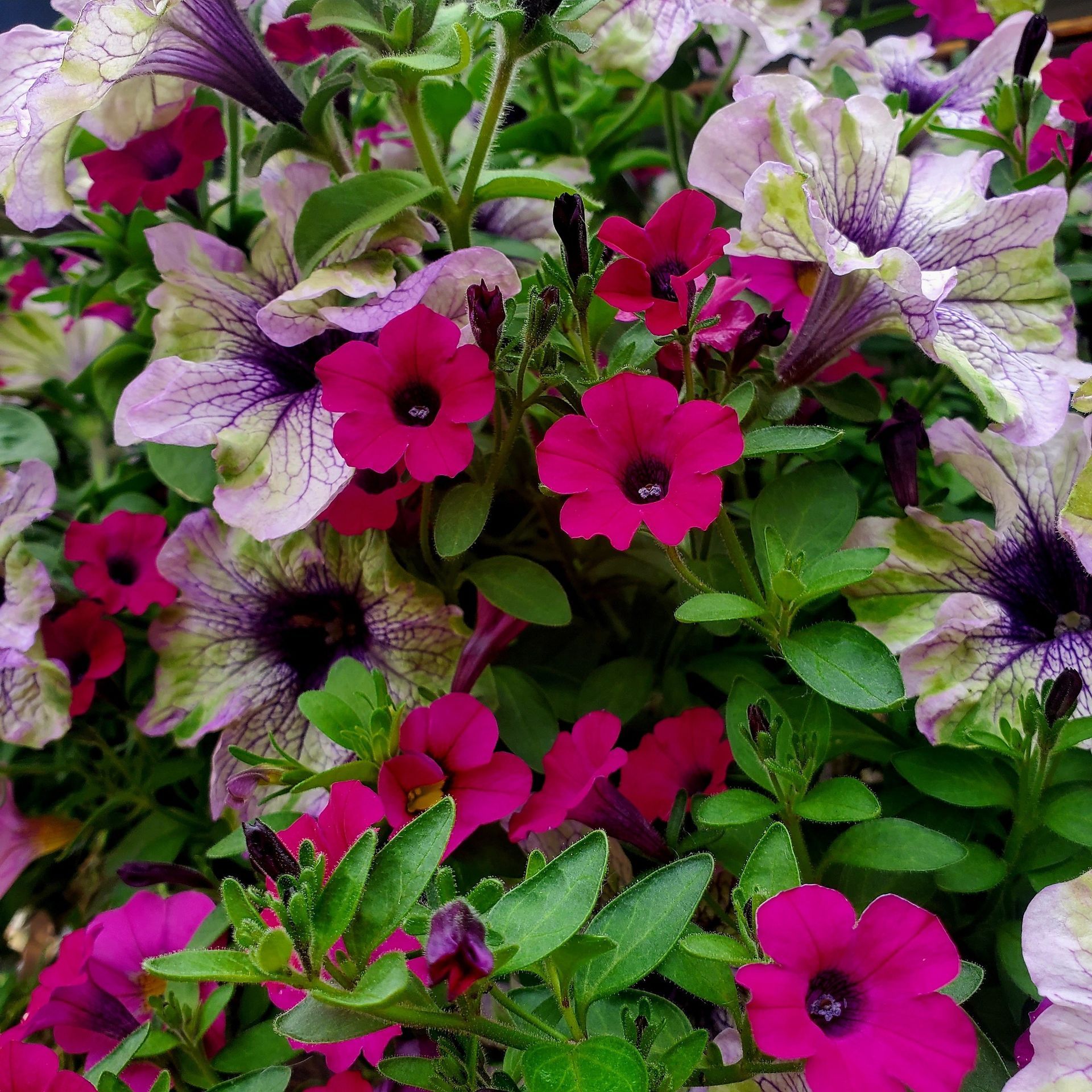 A vibrant cluster of petunia flowers in shades of deep pink and purple with white and green variegated petals.