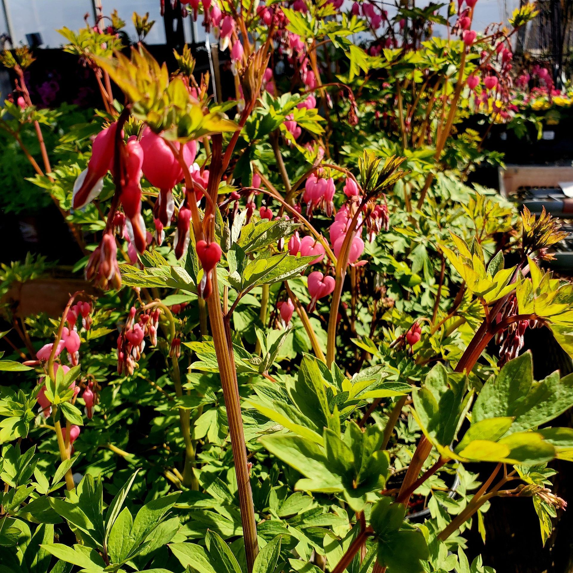 A close-up of vibrant pink bleeding heart flowers with green foliage in a garden setting.