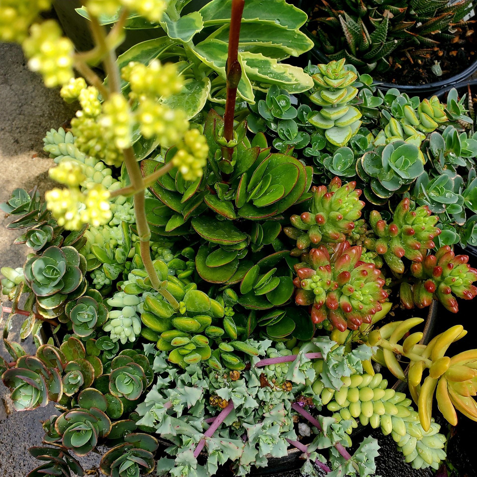 A vibrant cluster of various succulents in shades of green, yellow, and reddish-orange with a tall yellow flower stalk.
