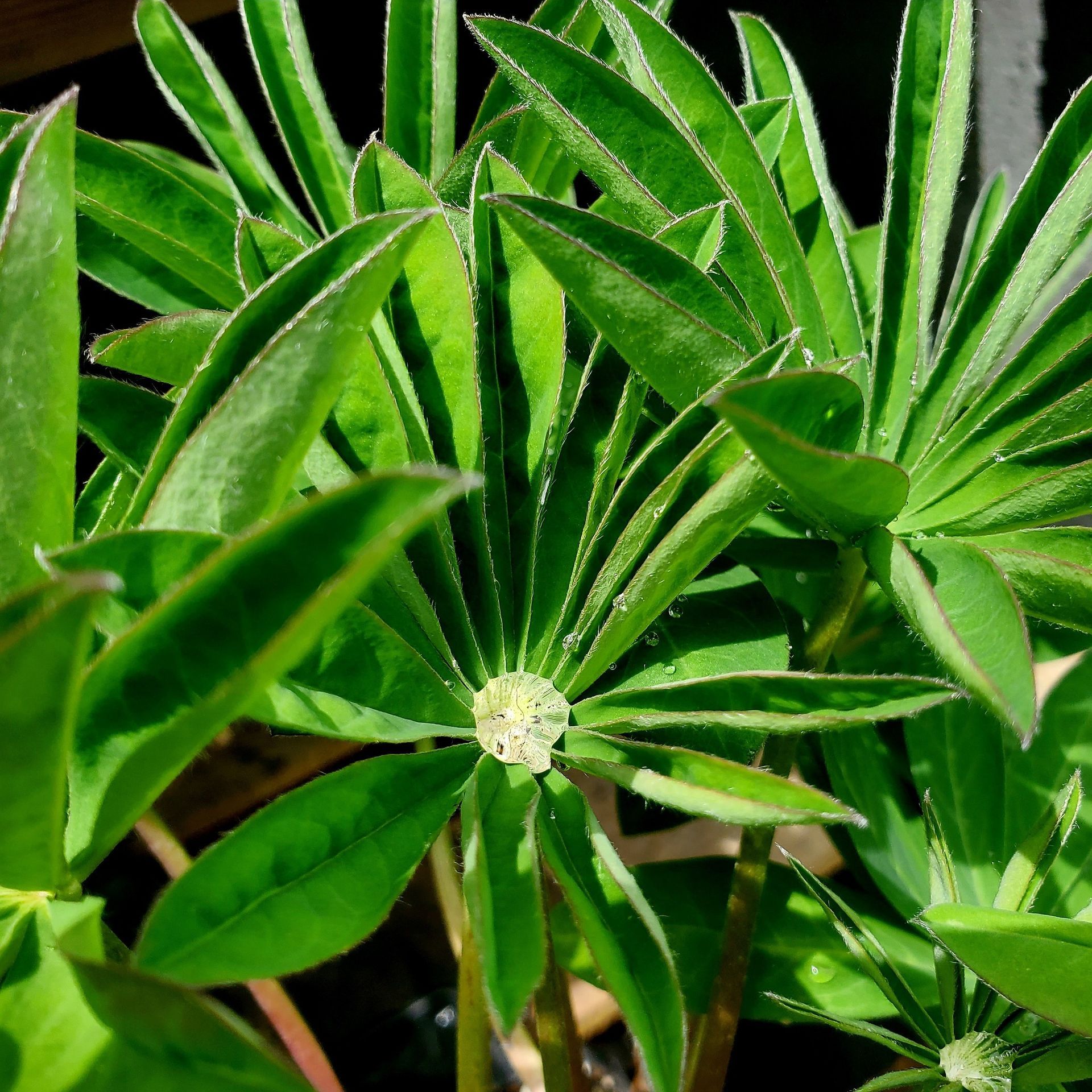 Close-up of vibrant green, palmate lupine leaves with clear water droplets resting in their centers.