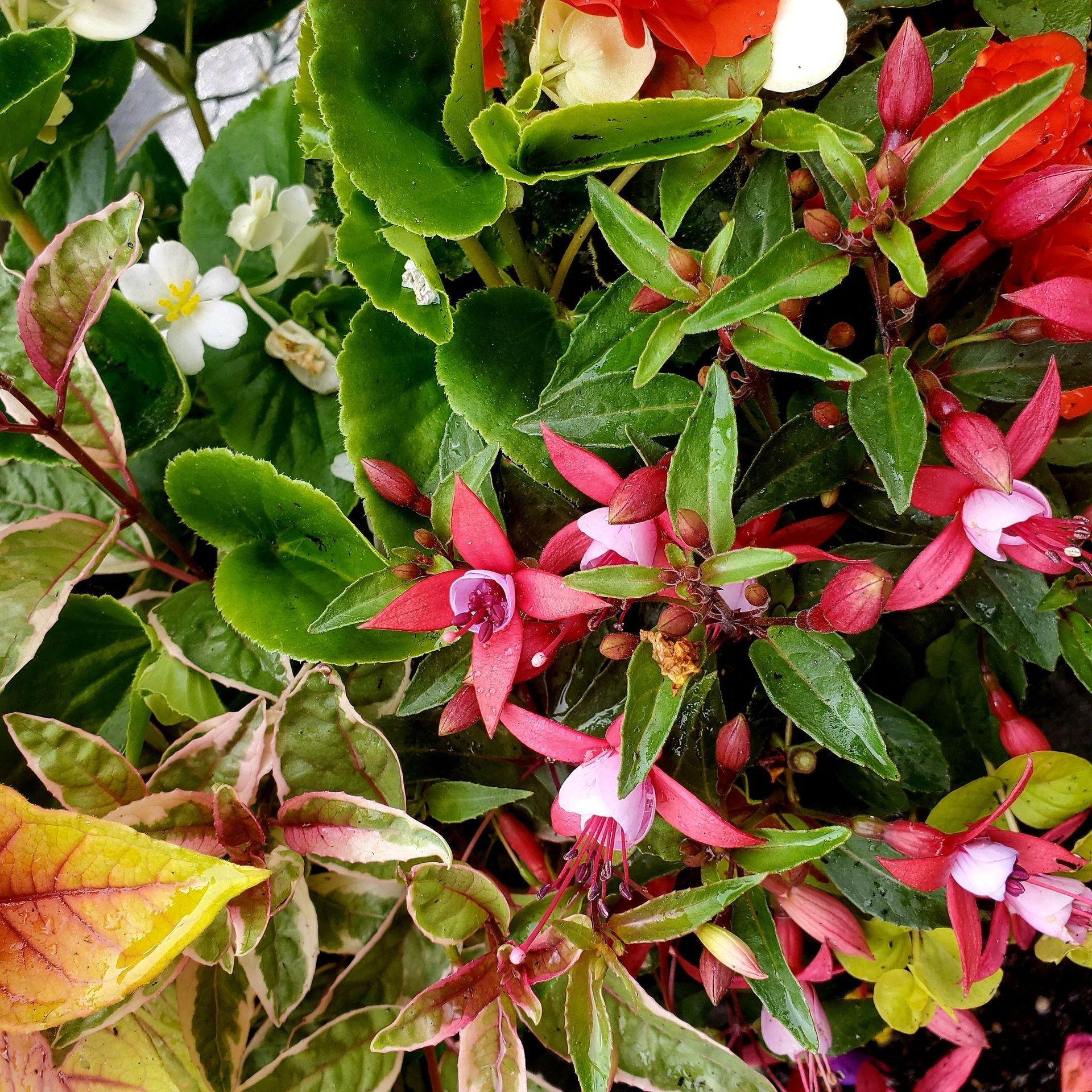 A close-up view of fuchsia flowers with pink petals and white centers mixed with red begonia blooms and green foliage.