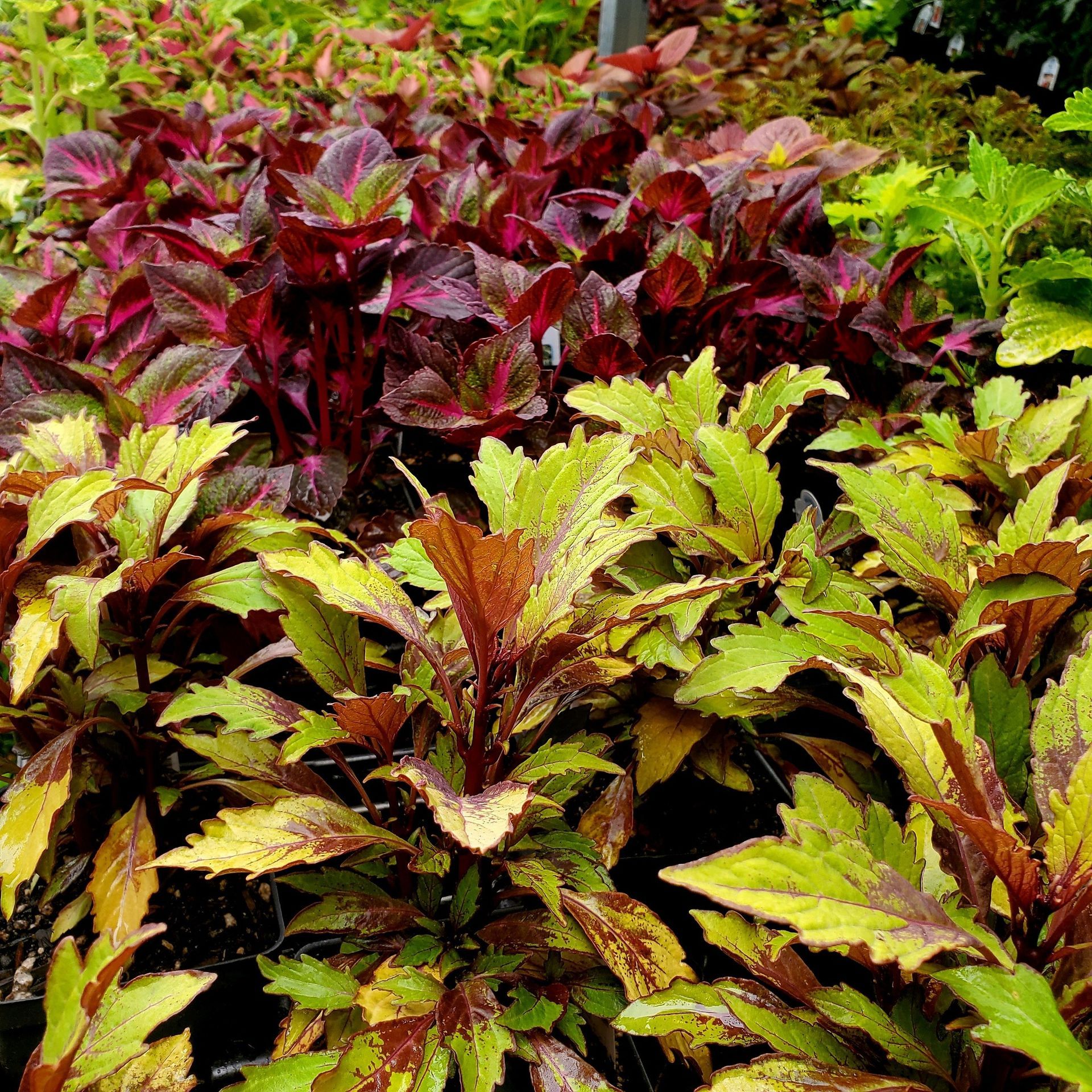 A dense collection of coleus plants featuring vibrant deep purple and bright yellow-green patterned leaves.