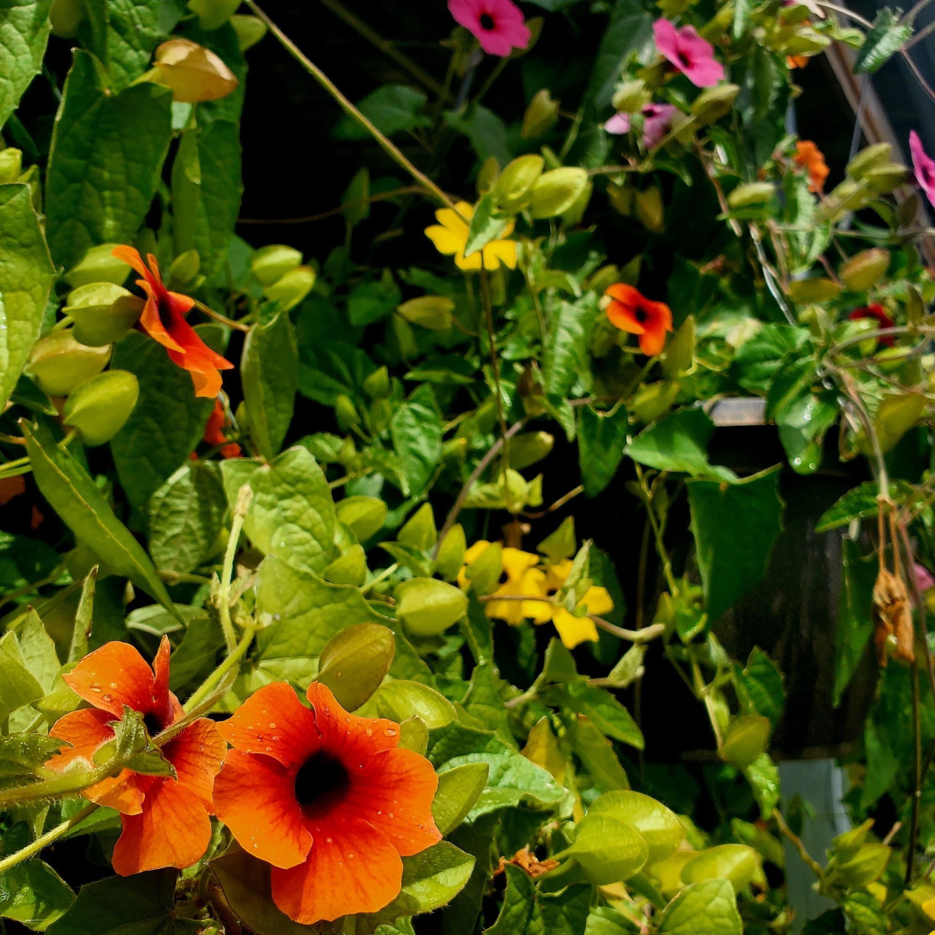 A climbing plant displays vibrant orange, yellow, and pink flowers with dark centers among lush green leaves.