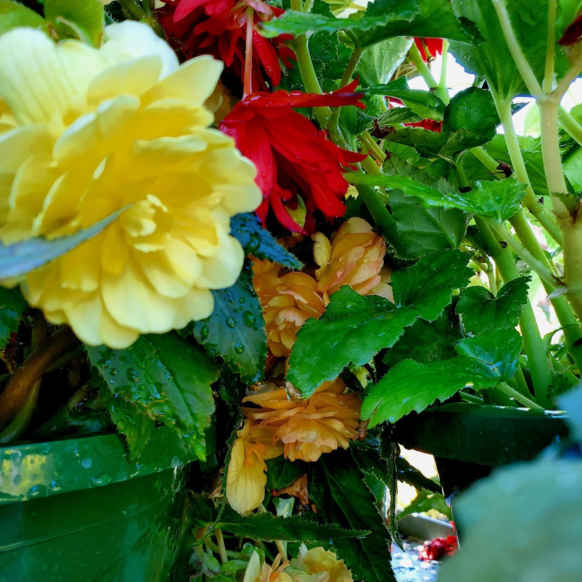A vibrant cluster of yellow, orange, and red begonia flowers with lush green leaves and water droplets.