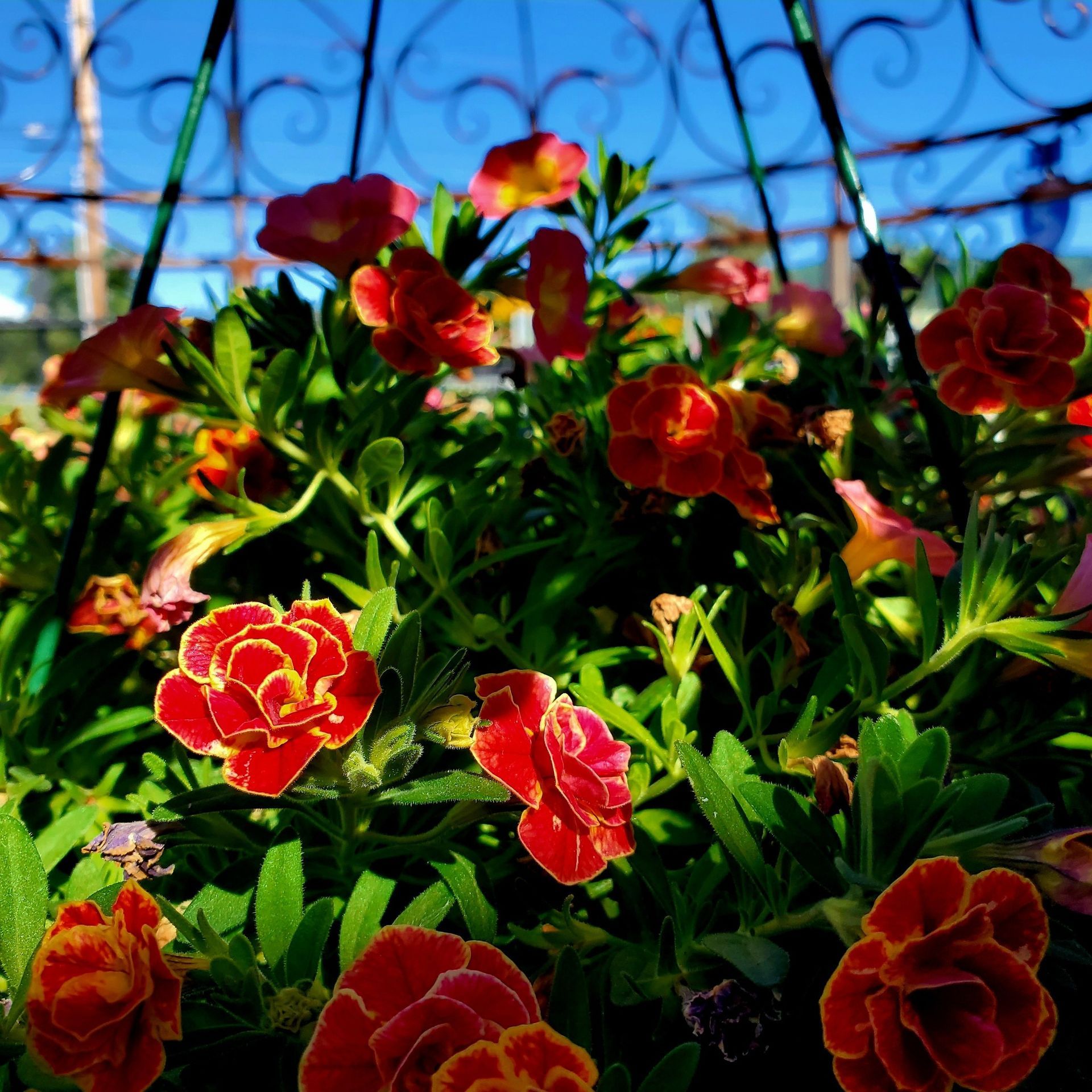 A vibrant hanging basket filled with ruffled, red and yellow-edged petunia-like flowers under a clear blue sky.