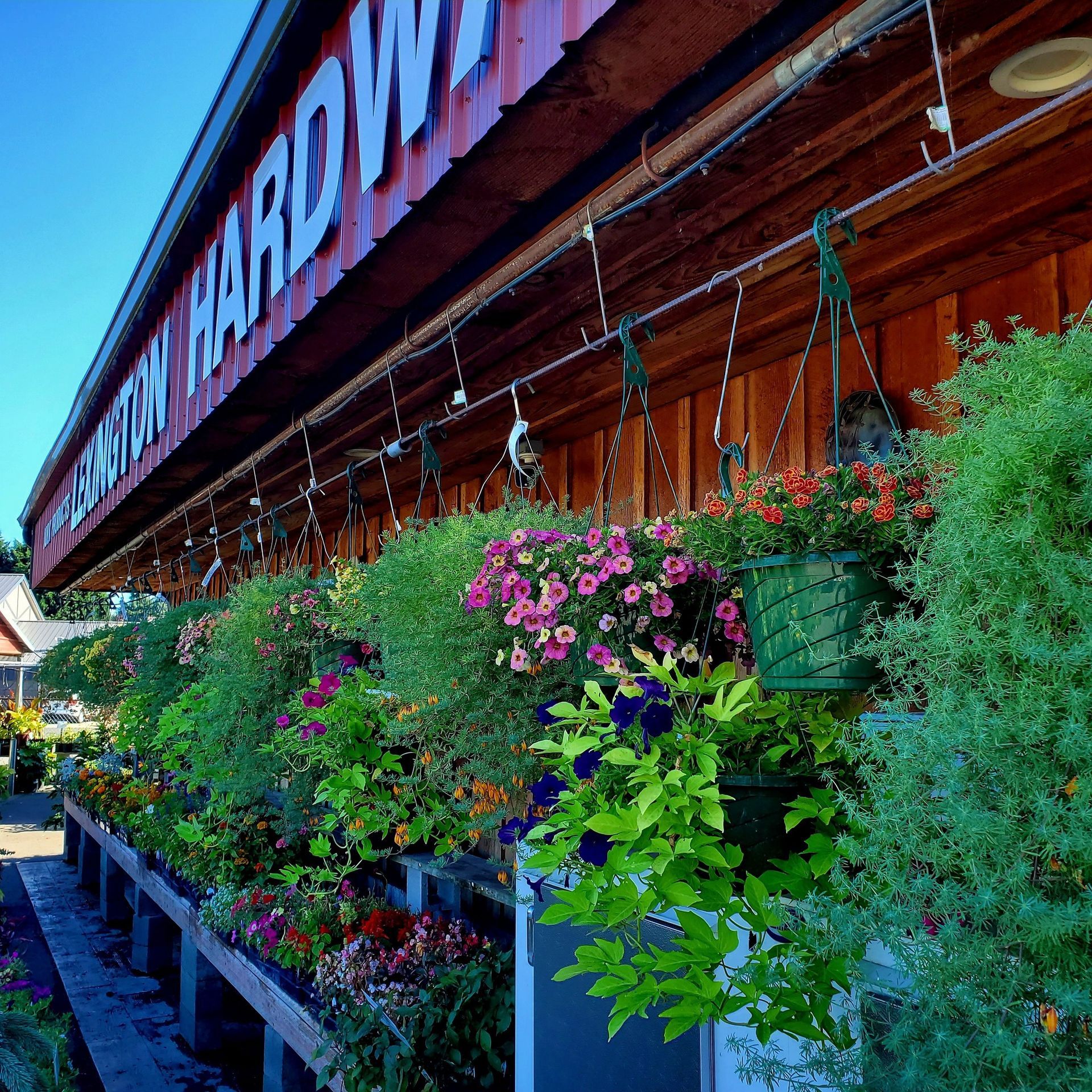 Rows of vibrant hanging flower baskets displayed along the rustic wooden exterior of a hardware store under a blue sky.