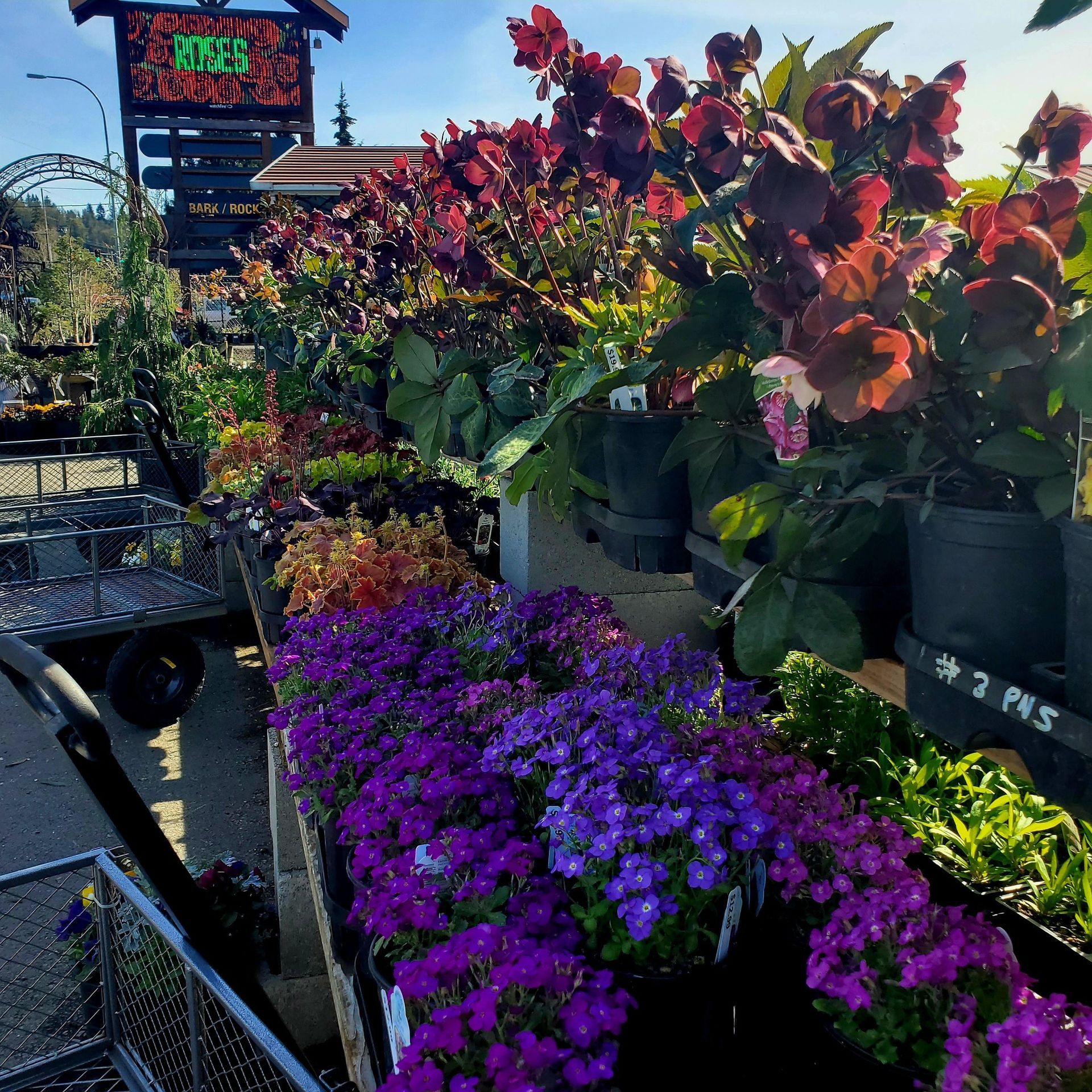 Rows of vibrant purple, orange, and deep red flowers in pots at an outdoor garden center under a bright blue sky.
