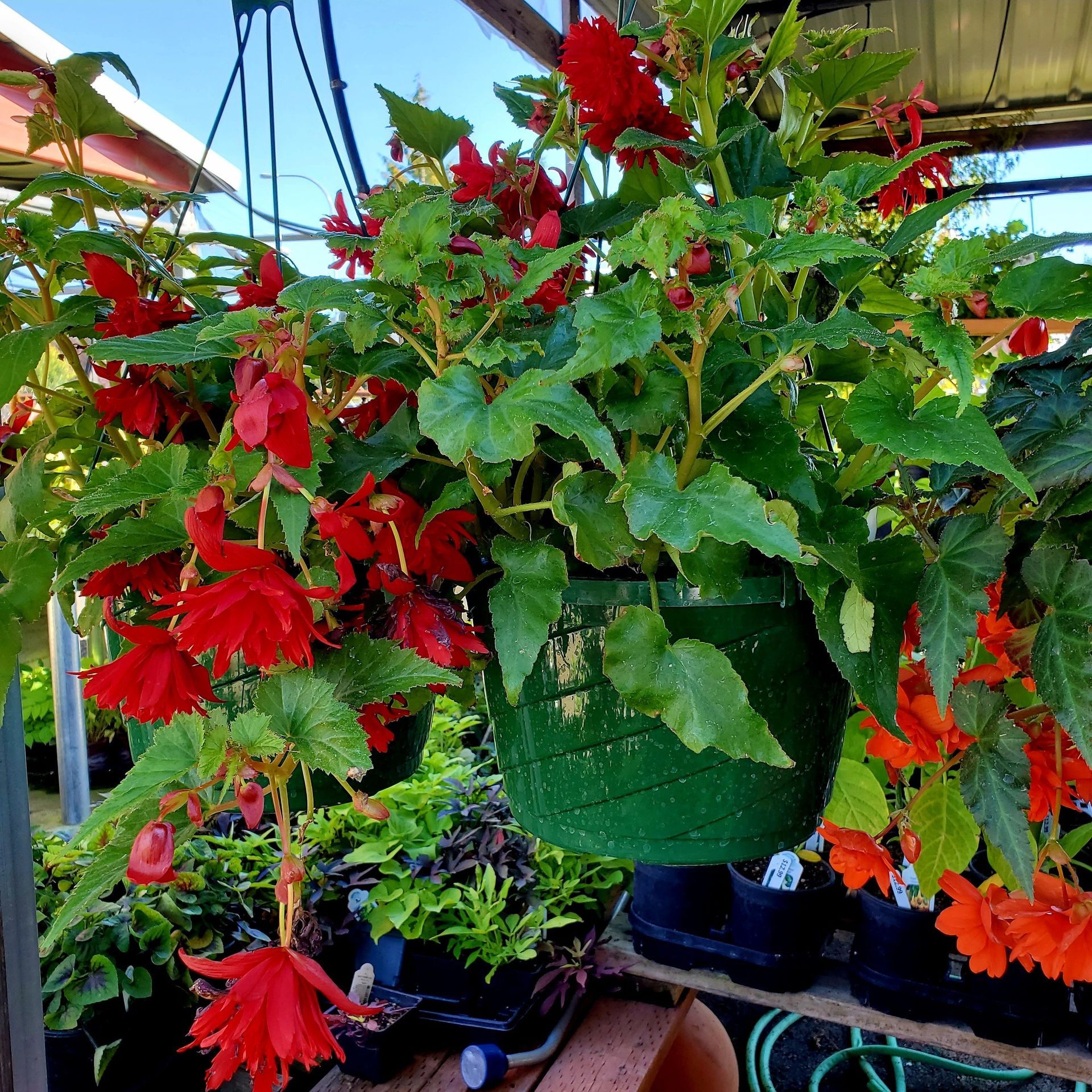 A hanging basket filled with vibrant red begonia flowers and lush green foliage in a garden center.