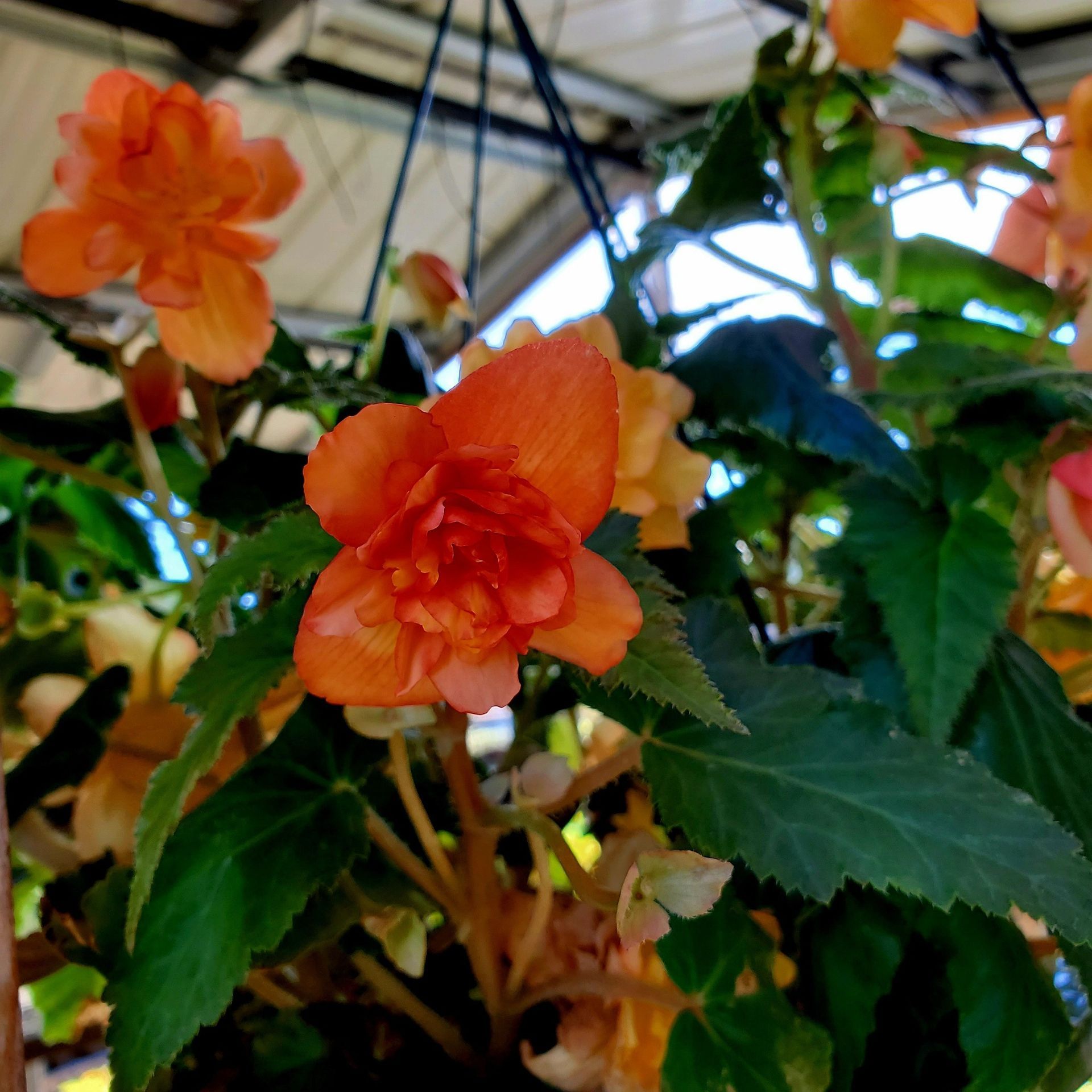 A close-up view of vibrant, ruffled orange begonia flowers blooming on green leafy stems in a hanging basket.