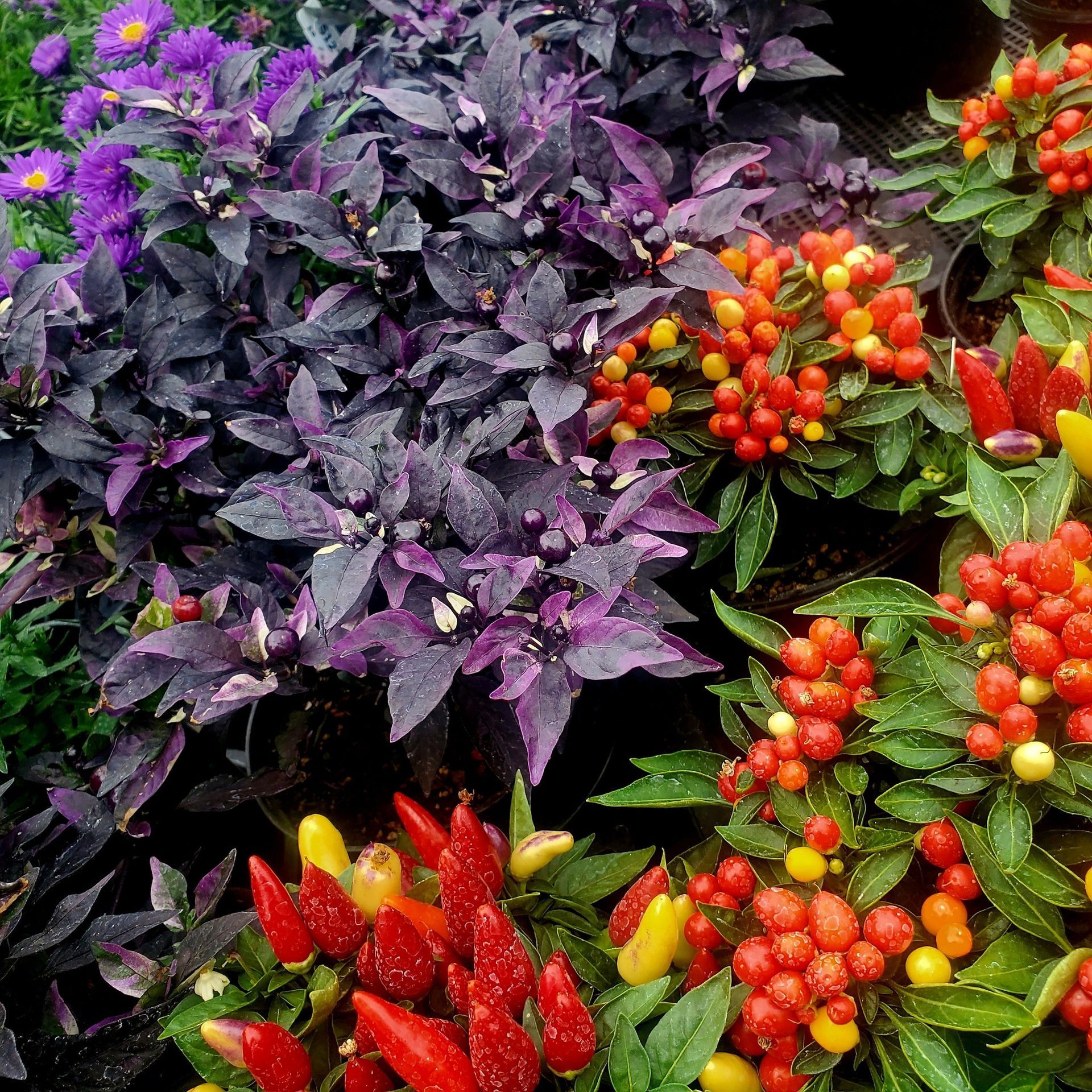 A collection of potted ornamental pepper plants with dark purple foliage and vibrant red, orange, and yellow peppers.