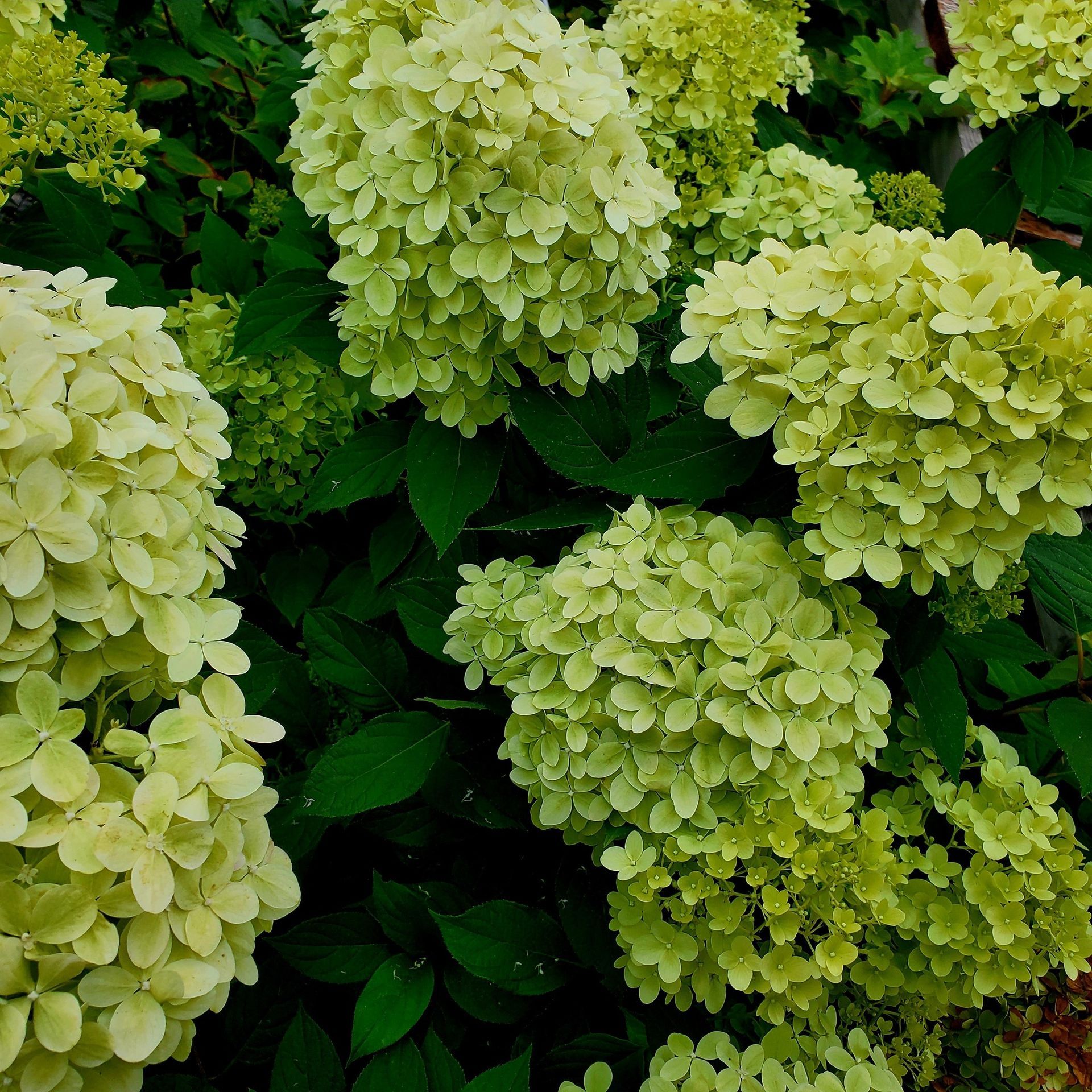 A cluster of large, pale green hydrangea flowers in full bloom surrounded by dark green leaves.
