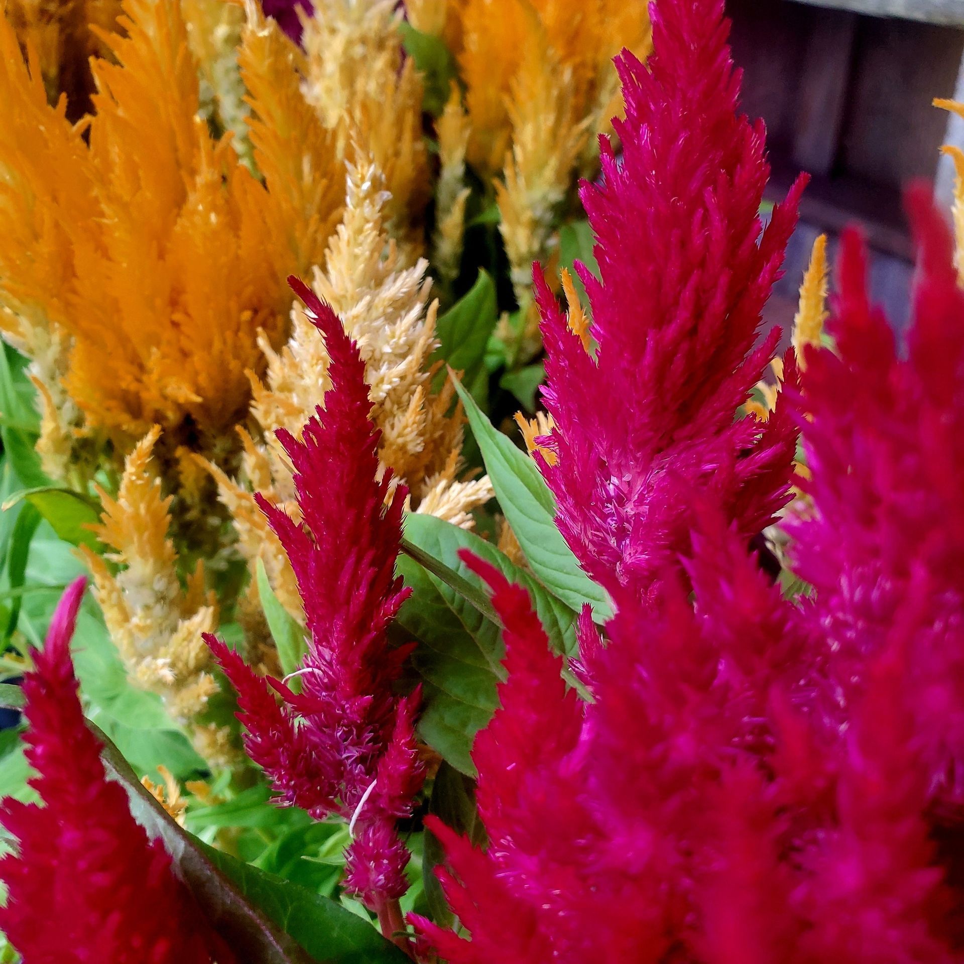 Close-up of vibrant, feathery celosia flowers in shades of bright magenta and warm yellow, with green leaves.