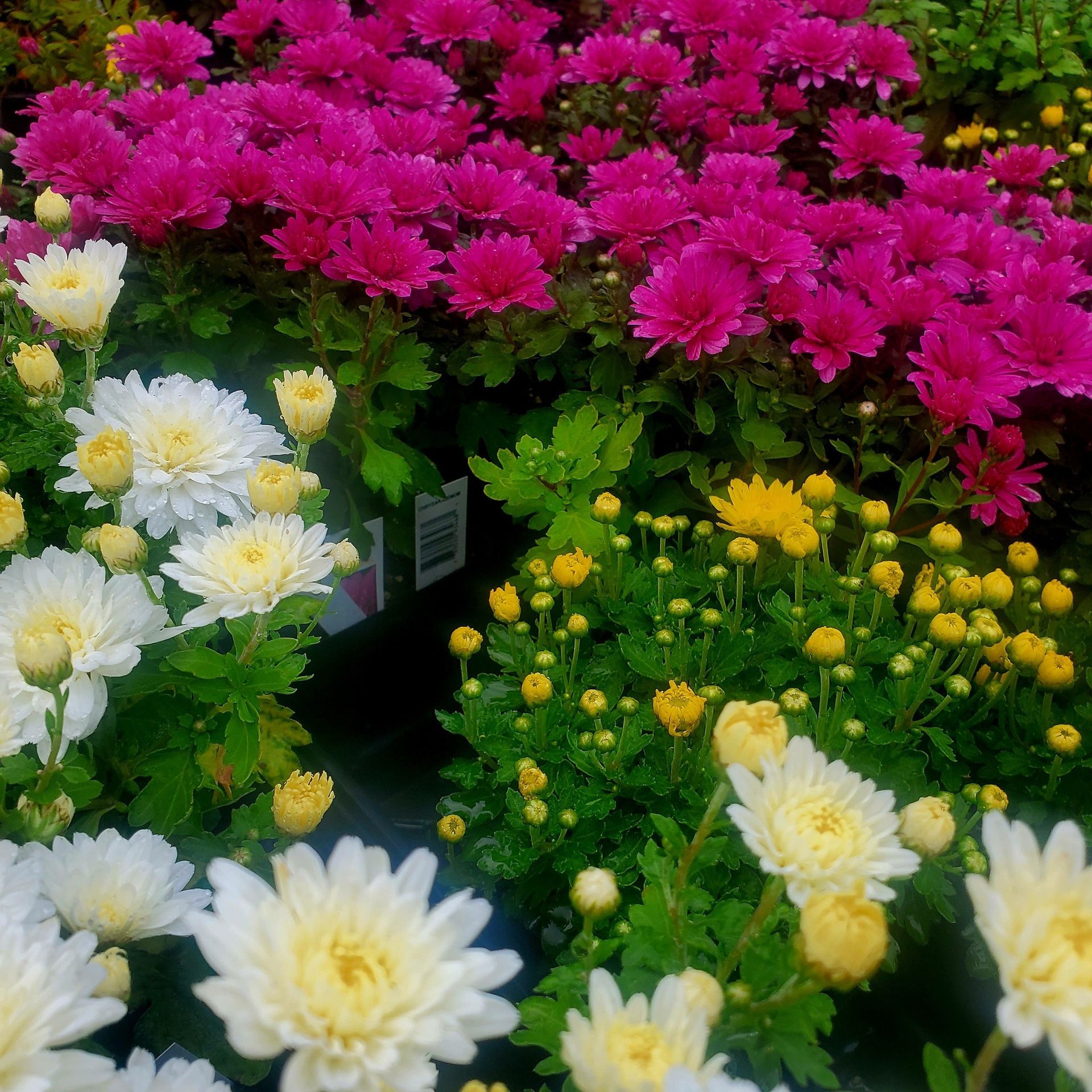 A close-up of vibrant pink, white, and yellow chrysanthemum flowers blooming in pots.