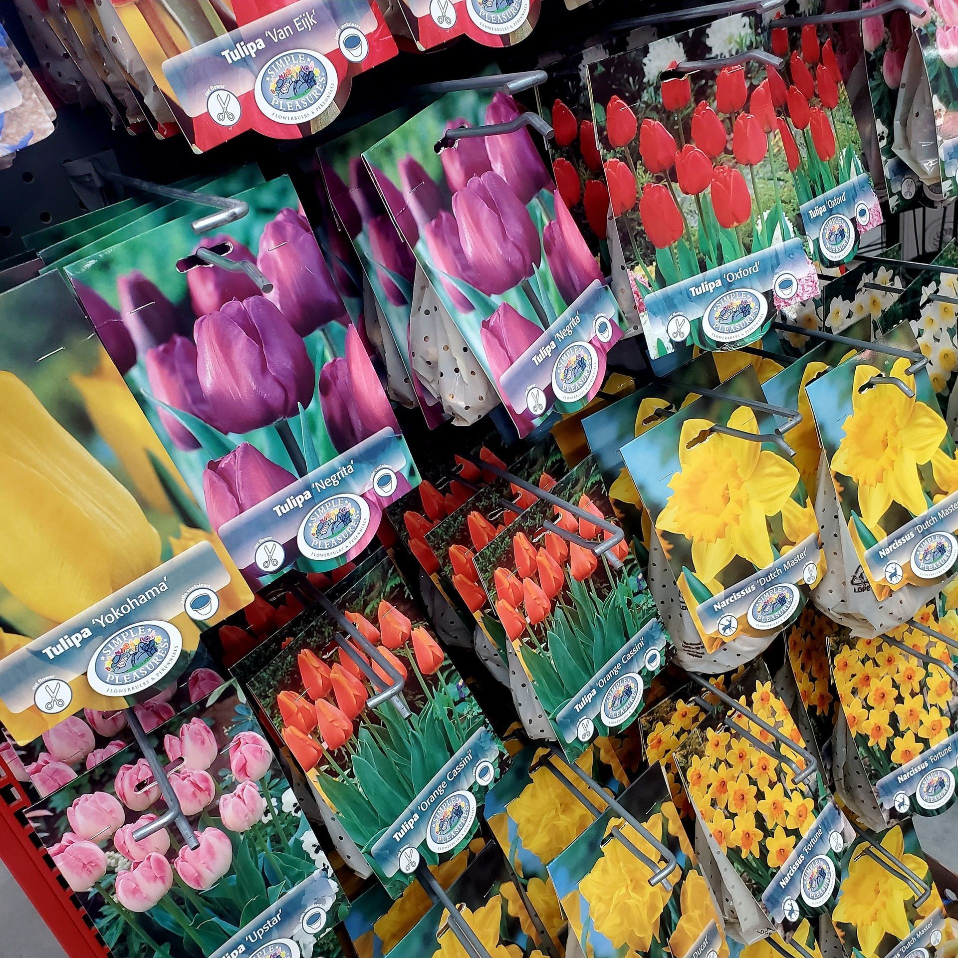 Rows of flower bulb packages for sale, including tulips in shades of purple, red, yellow, and pink, and yellow daffodils.