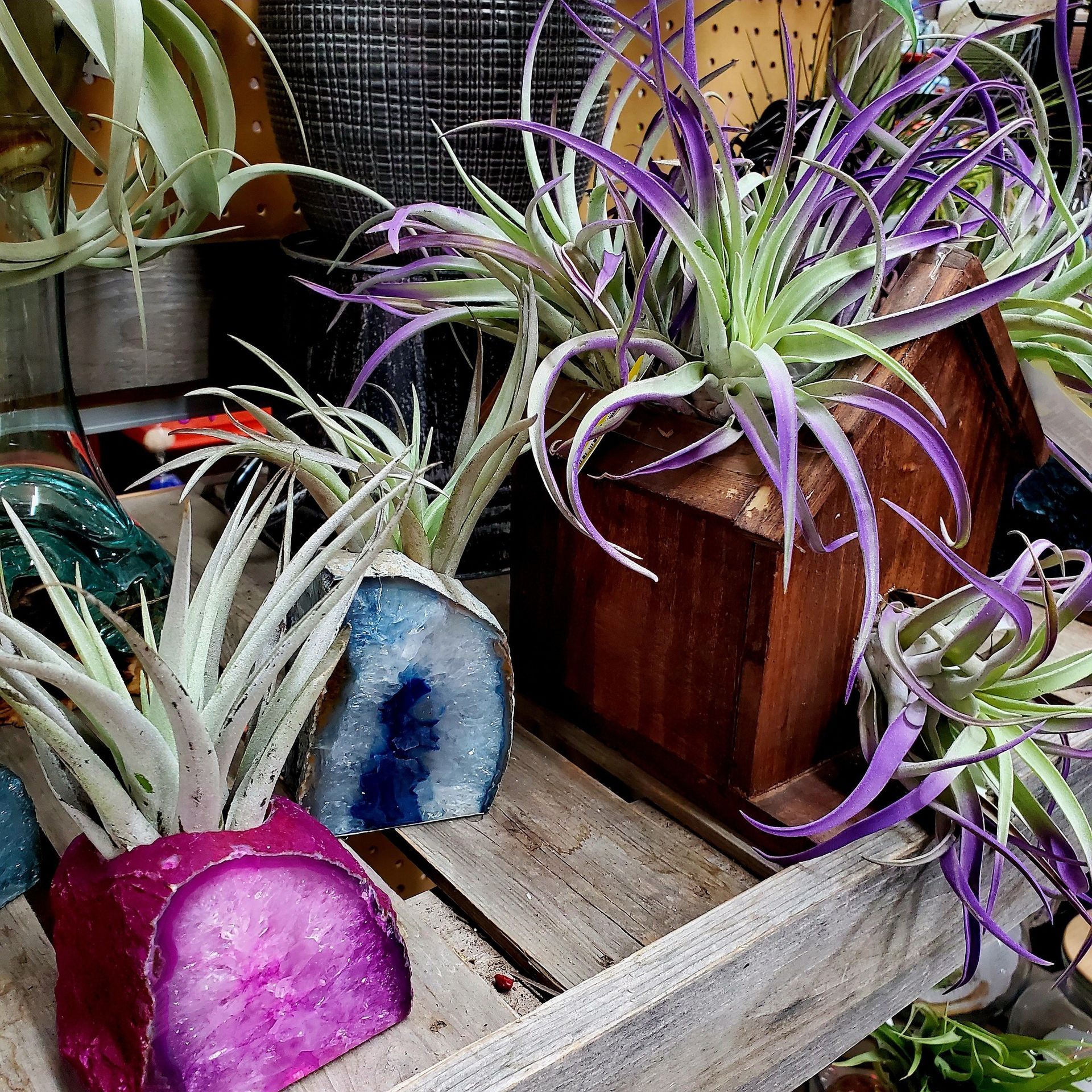 Air plants in purple and blue crystal planters, next to a wooden birdhouse-style container on a wooden crate.
