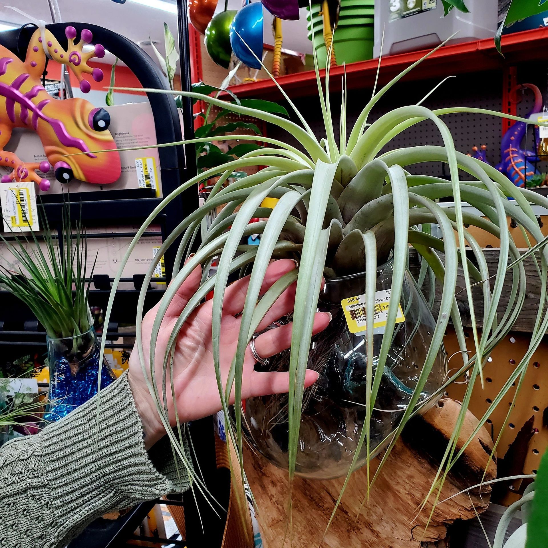 A person's hand holds a large, spiky, silvery-green air plant in a glass container at a store.