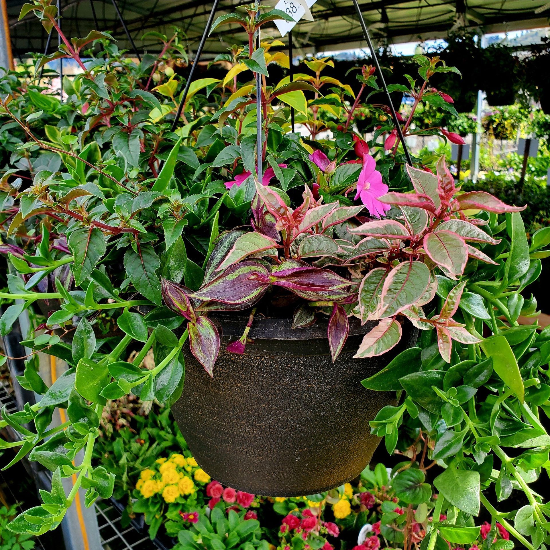 A hanging basket filled with variegated foliage and a bright pink bloom, surrounded by other plants in a garden center.