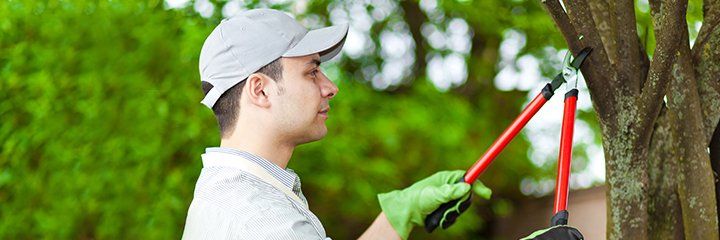 Tree trimming