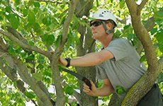 Tree trimming