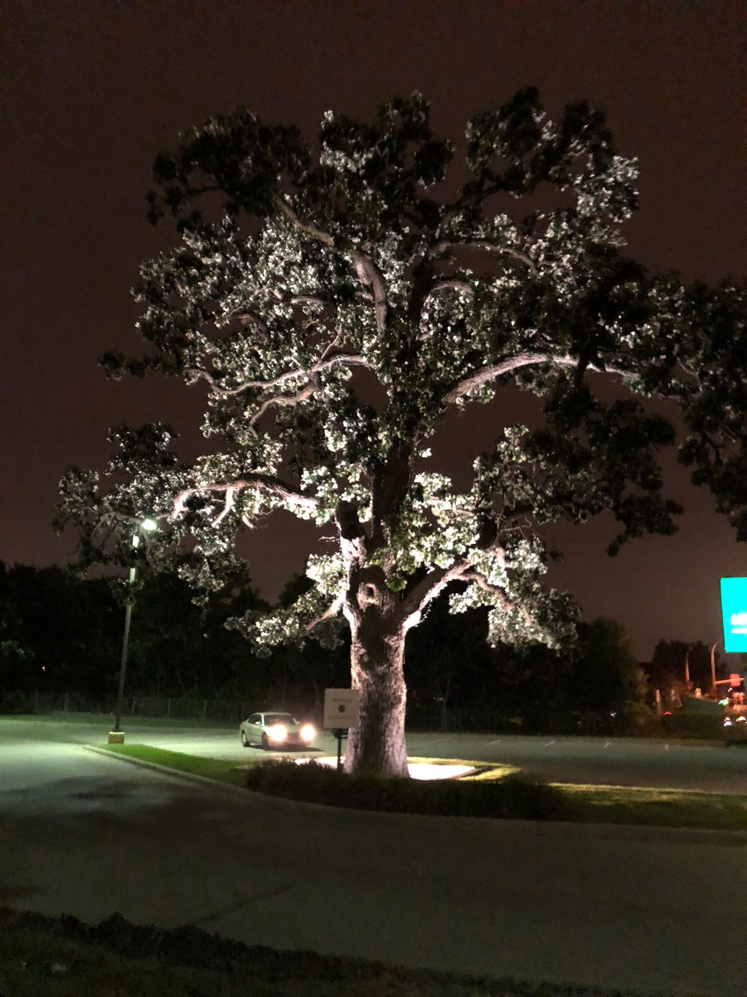 Large tree illuminated at night, with a car approaching on the road.