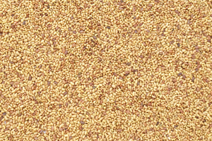 Alfalfa seed