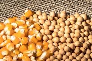 Corn and soybean seeds