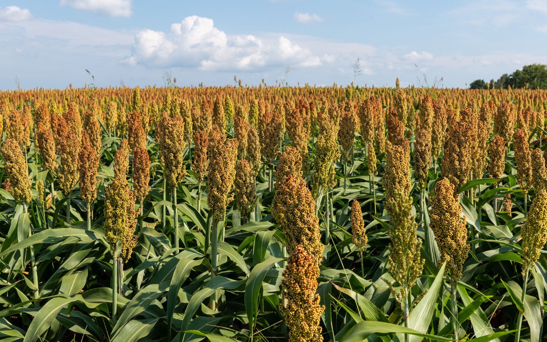 Polansky Seed | Farming Seed | Belleville, KS