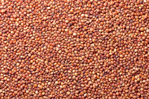 Grain sorghum seeds