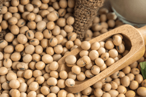 Soybean seed