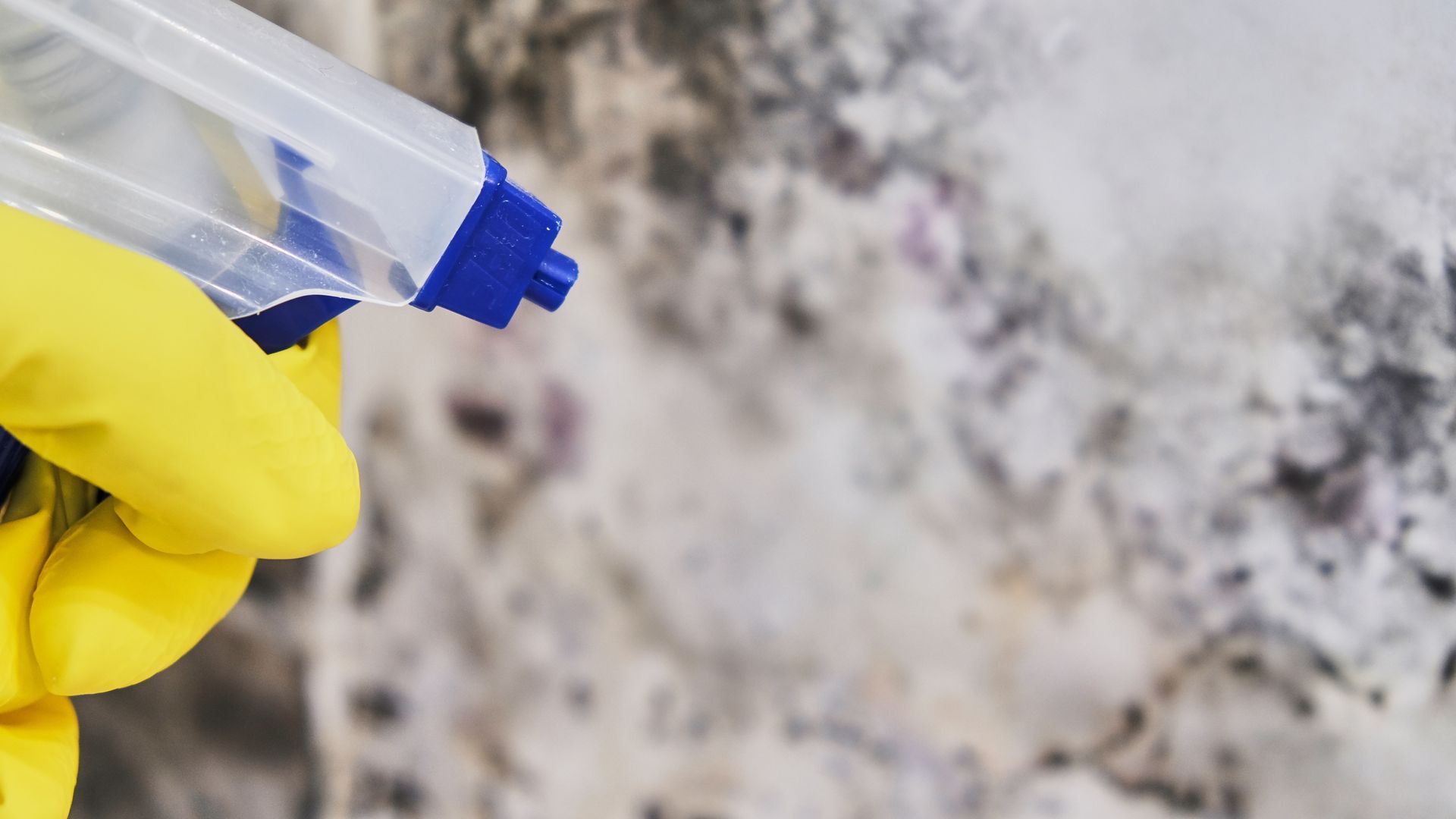 Gloved hand spraying moldy wall with a spray bottle. Yellow gloves, blue and white bottle.