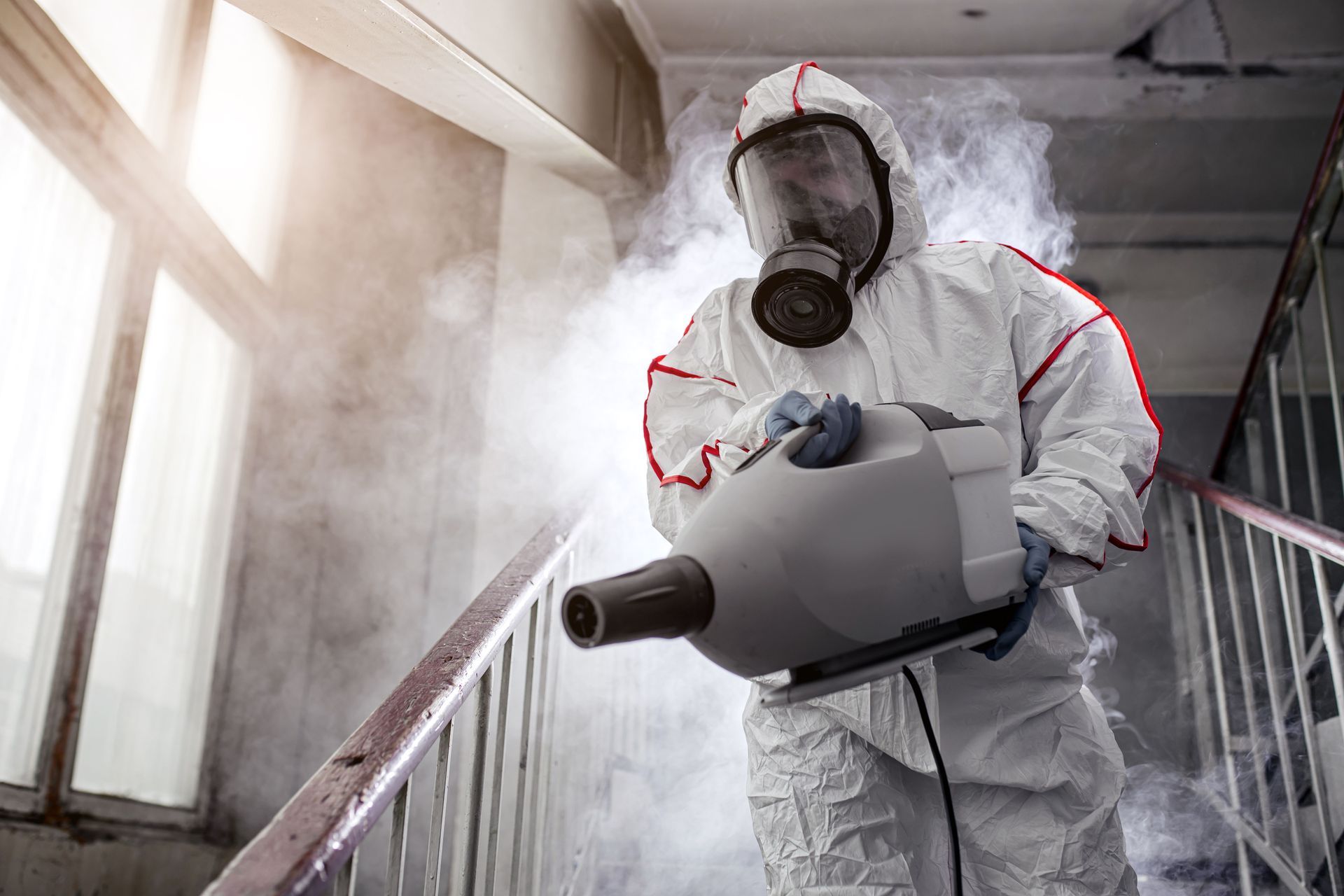 black mold removal