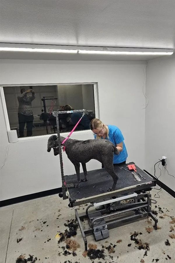 Dog being groomed on a table by a person in a blue shirt in a brightly lit room.