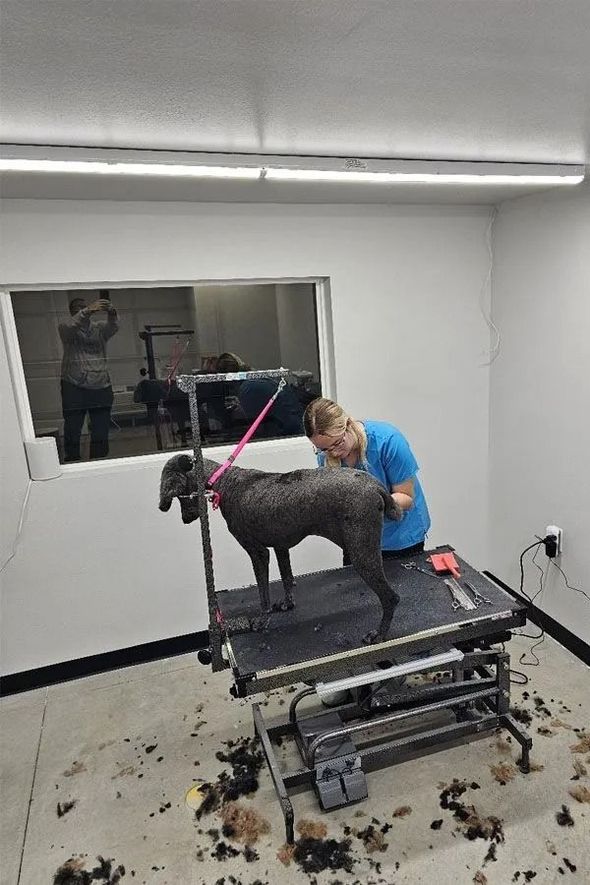 Dog being groomed on a table by a person in a blue shirt in a brightly lit room.