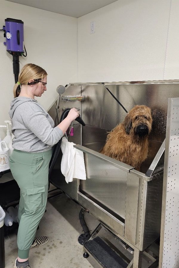 A person drying a brown, wet dog in a stainless steel grooming tub. The person is wearing green pants.