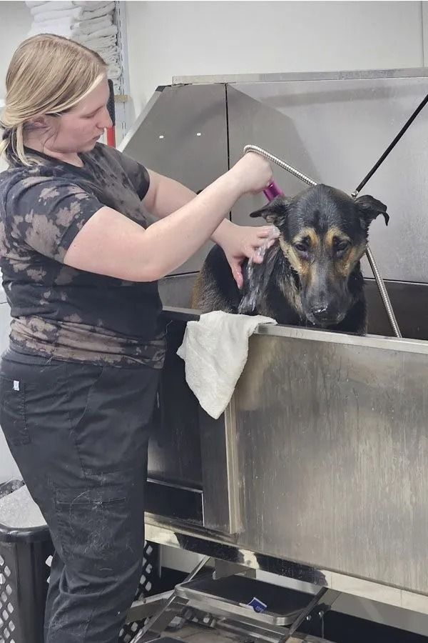 Person bathing a dog in a metal tub. The dog is black and brown. The person is blond and wearing black clothes.