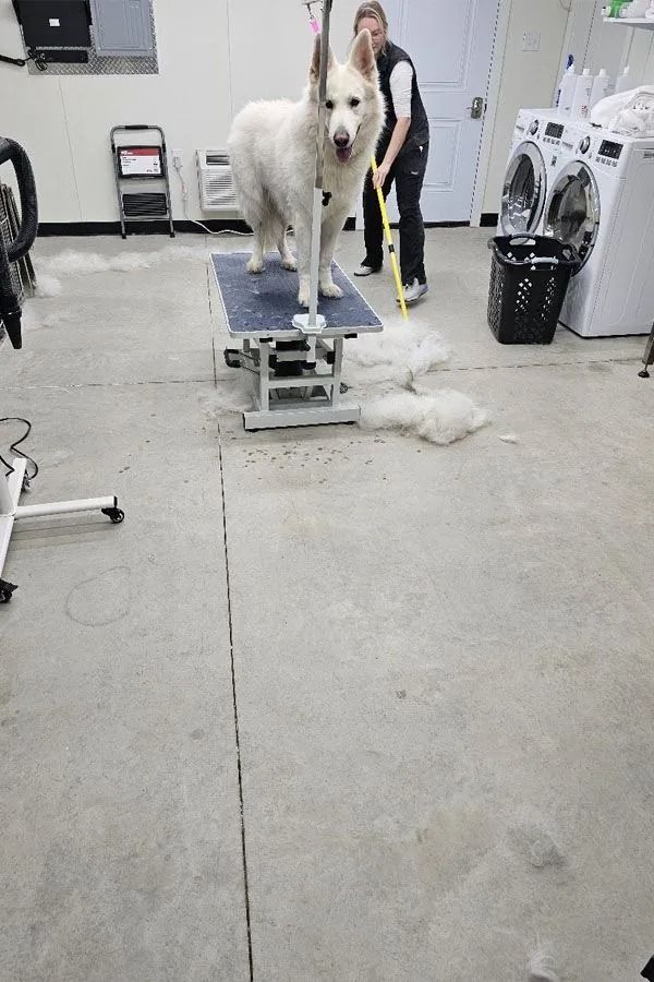 A white dog stands on a grooming table while a person sweeps the floor in a utility room.