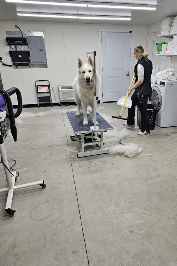 White dog on grooming table while a person sweeps a floor in a dog grooming salon.