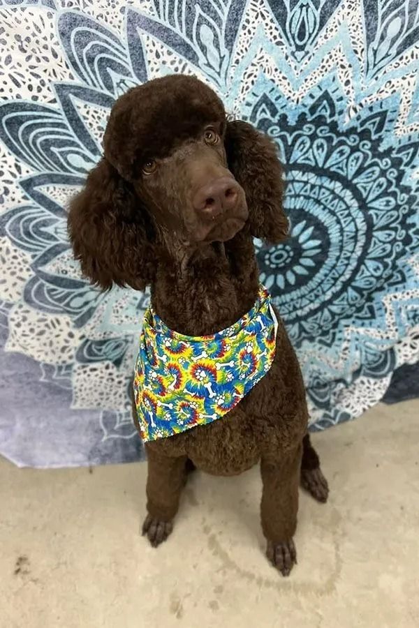 Brown poodle wearing a patterned bandana, sitting in front of a blue and white patterned backdrop.