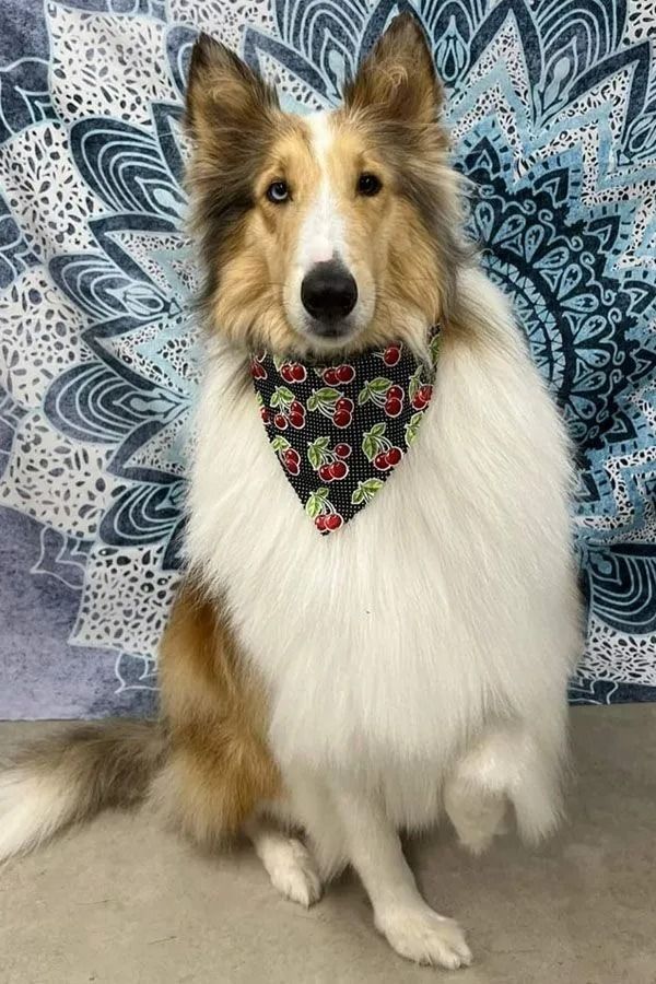 Collie dog with white and brown fur, wearing a bandana with red berries, against a blue backdrop.