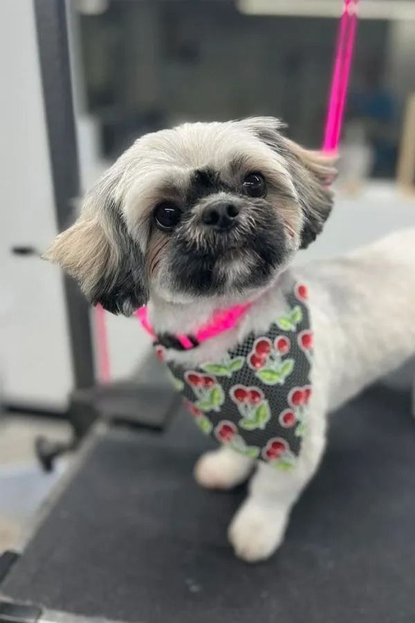 Shih Tzu dog with short fur, wearing a cherry bandana and pink leash, looking up.