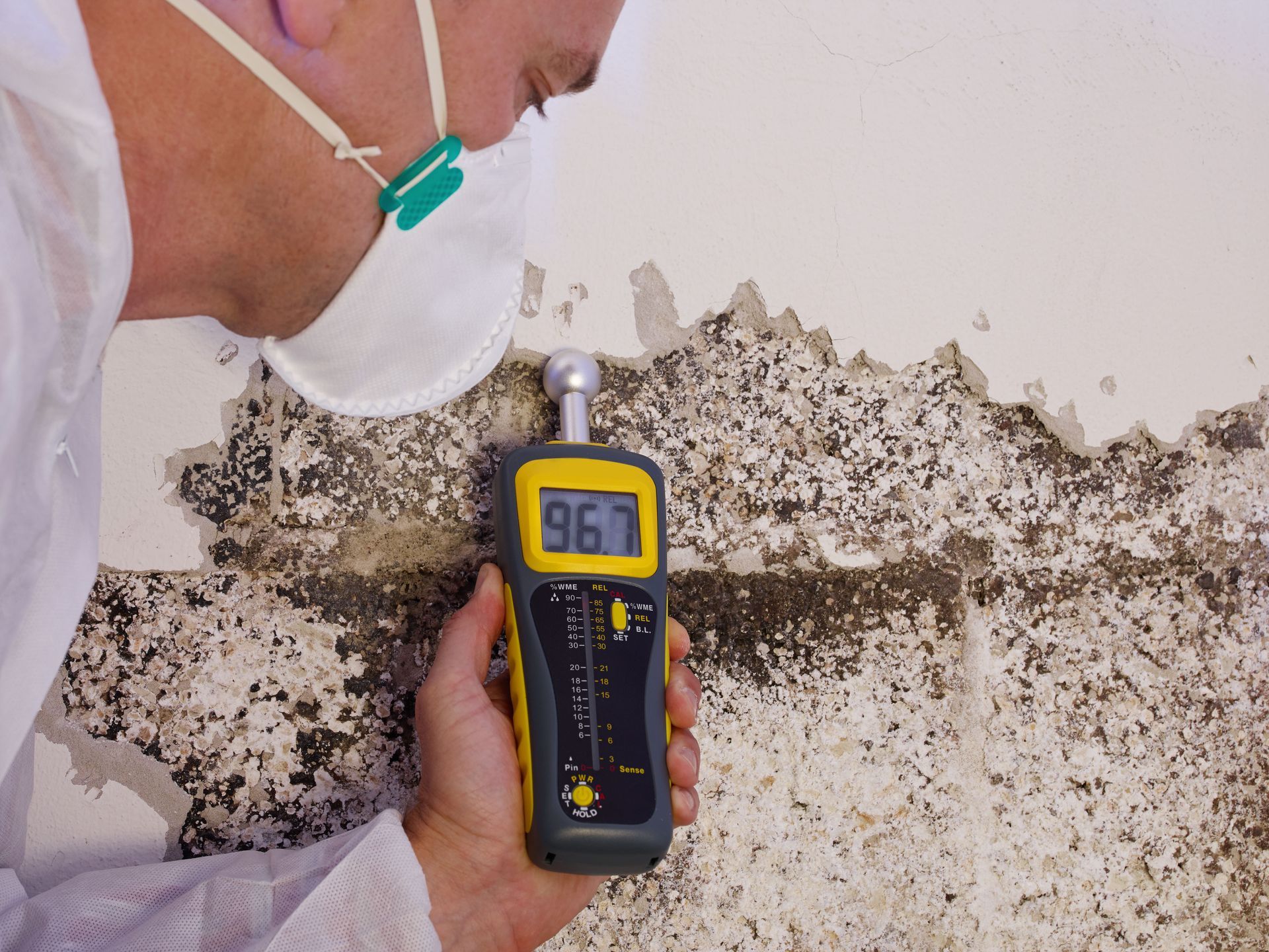 black mold inspections