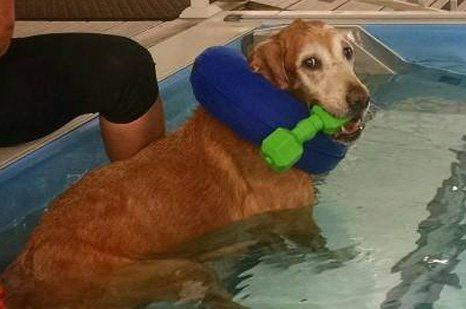 dog boarding quad cities