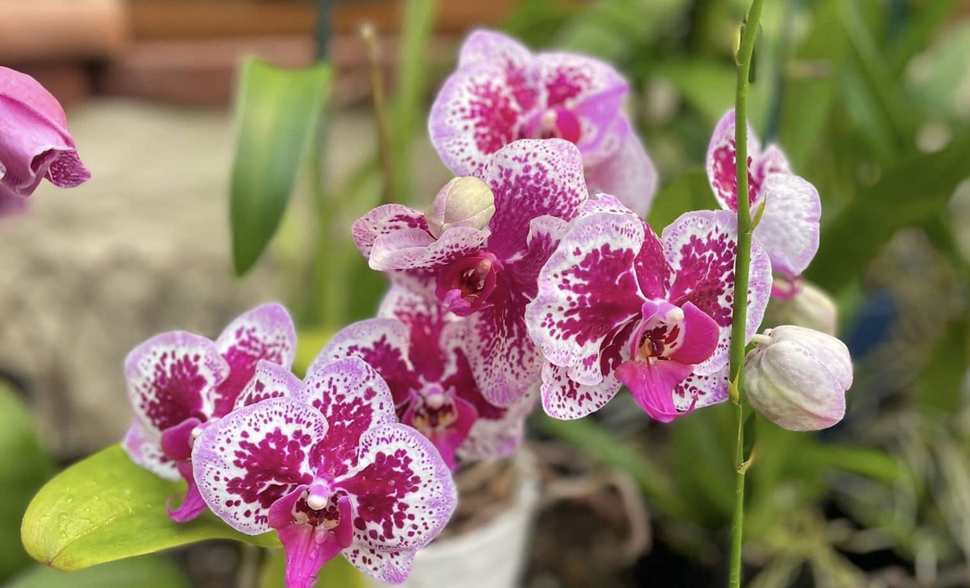 Mission Hills Nursery