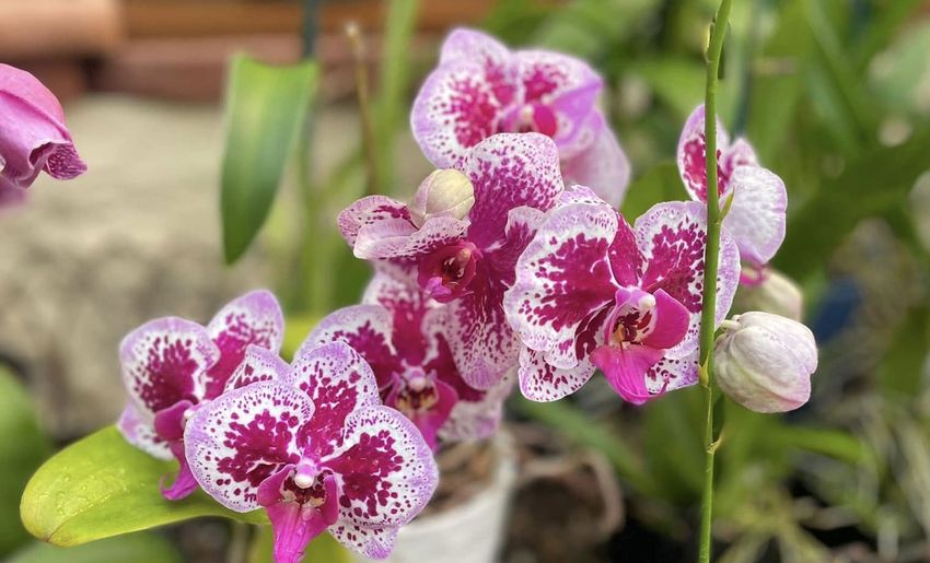 Mission Hills Nursery