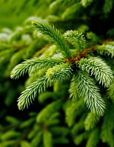 Green spruce needles, close-up, with lighter green new growth.