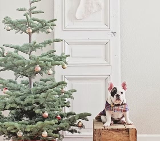 French bulldog in a plaid sweater sits on a wooden crate near a decorated Christmas tree in a white-walled room.