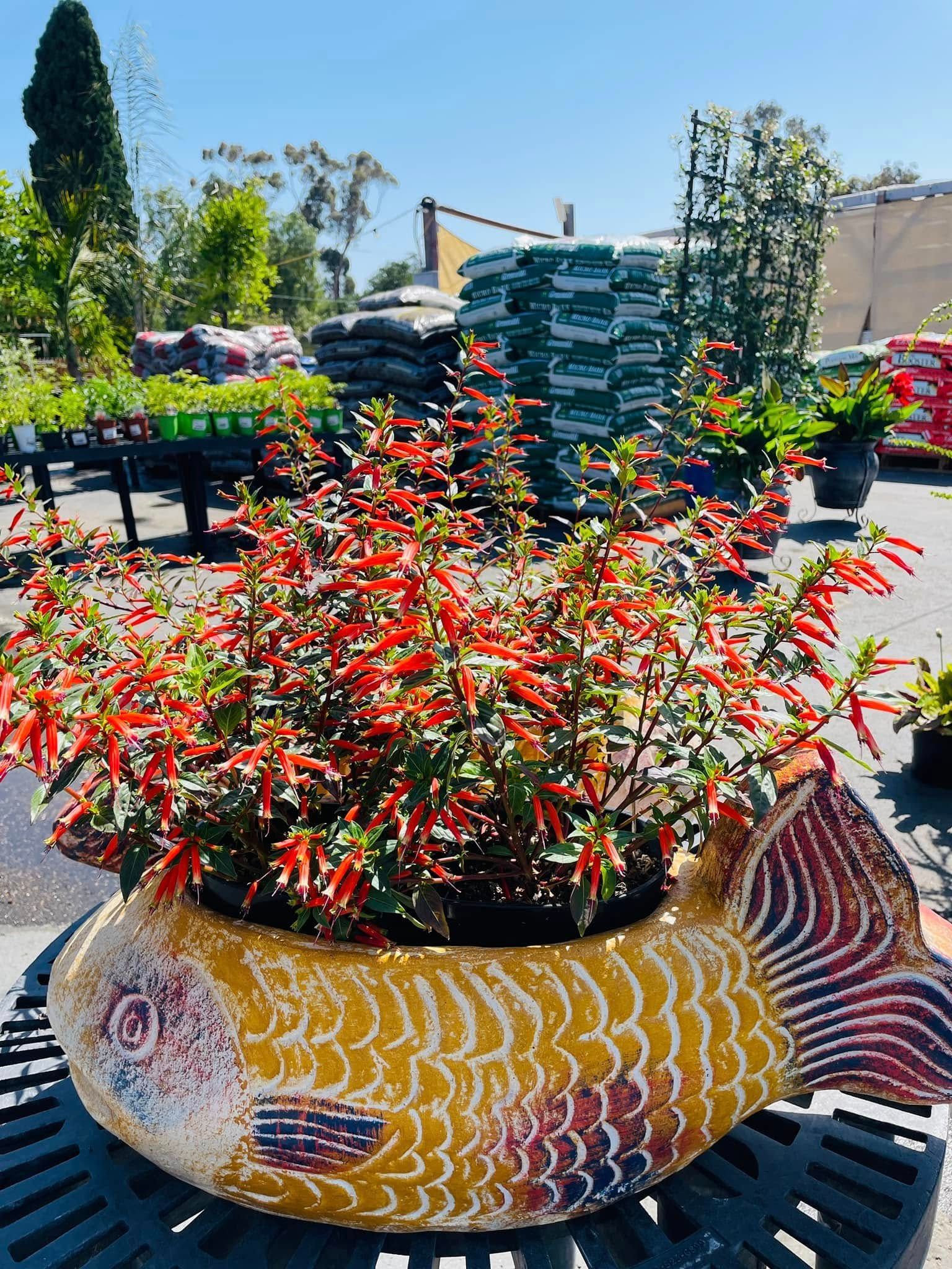 Fish-shaped planter with vibrant orange flowers, in a garden center setting.