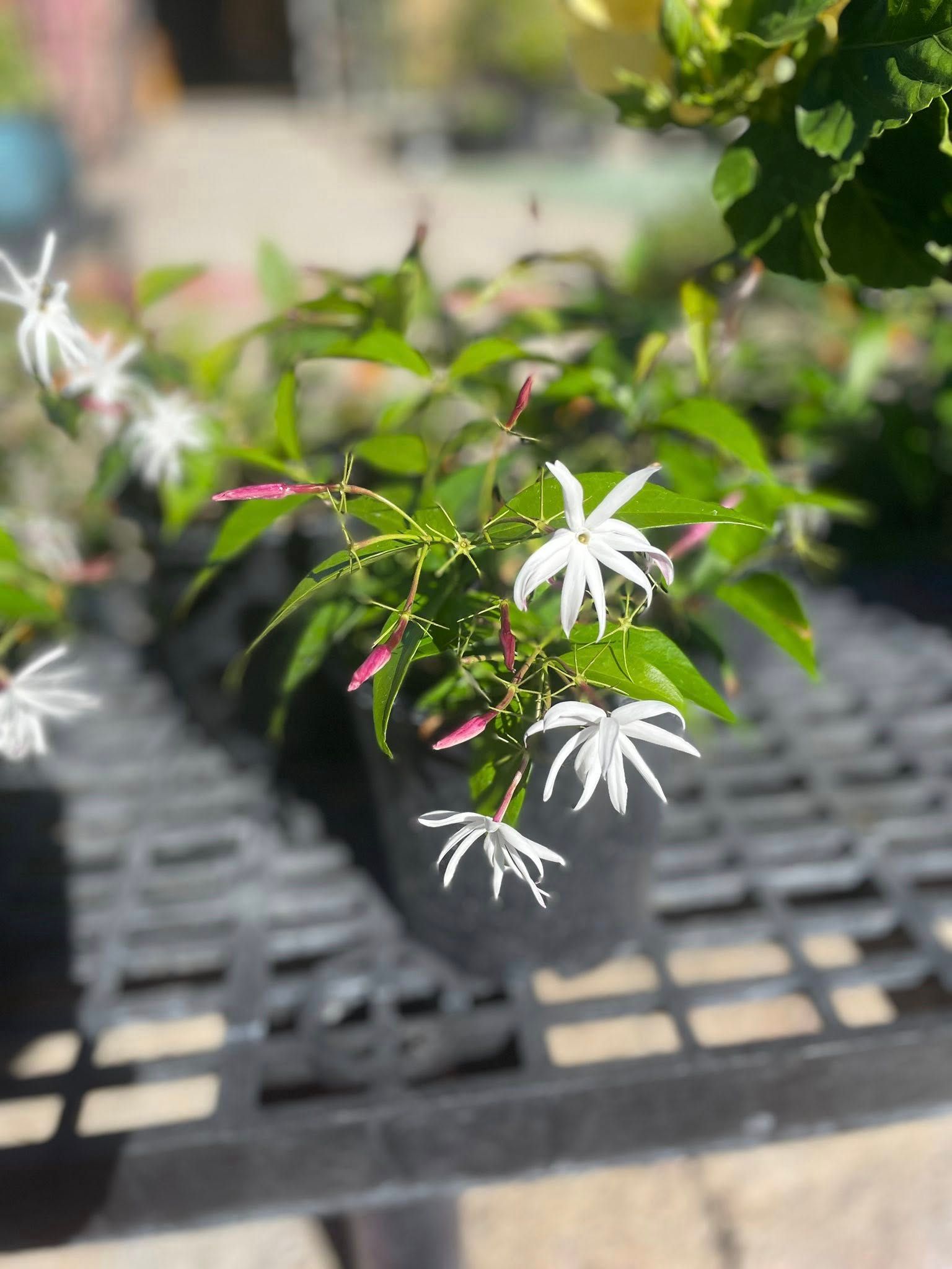 Jasmine plant with white star-shaped flowers and pink buds in a black pot on a metal grate.