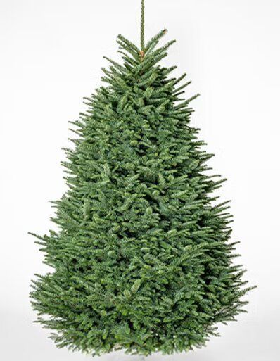 Green evergreen Christmas tree against a white background.