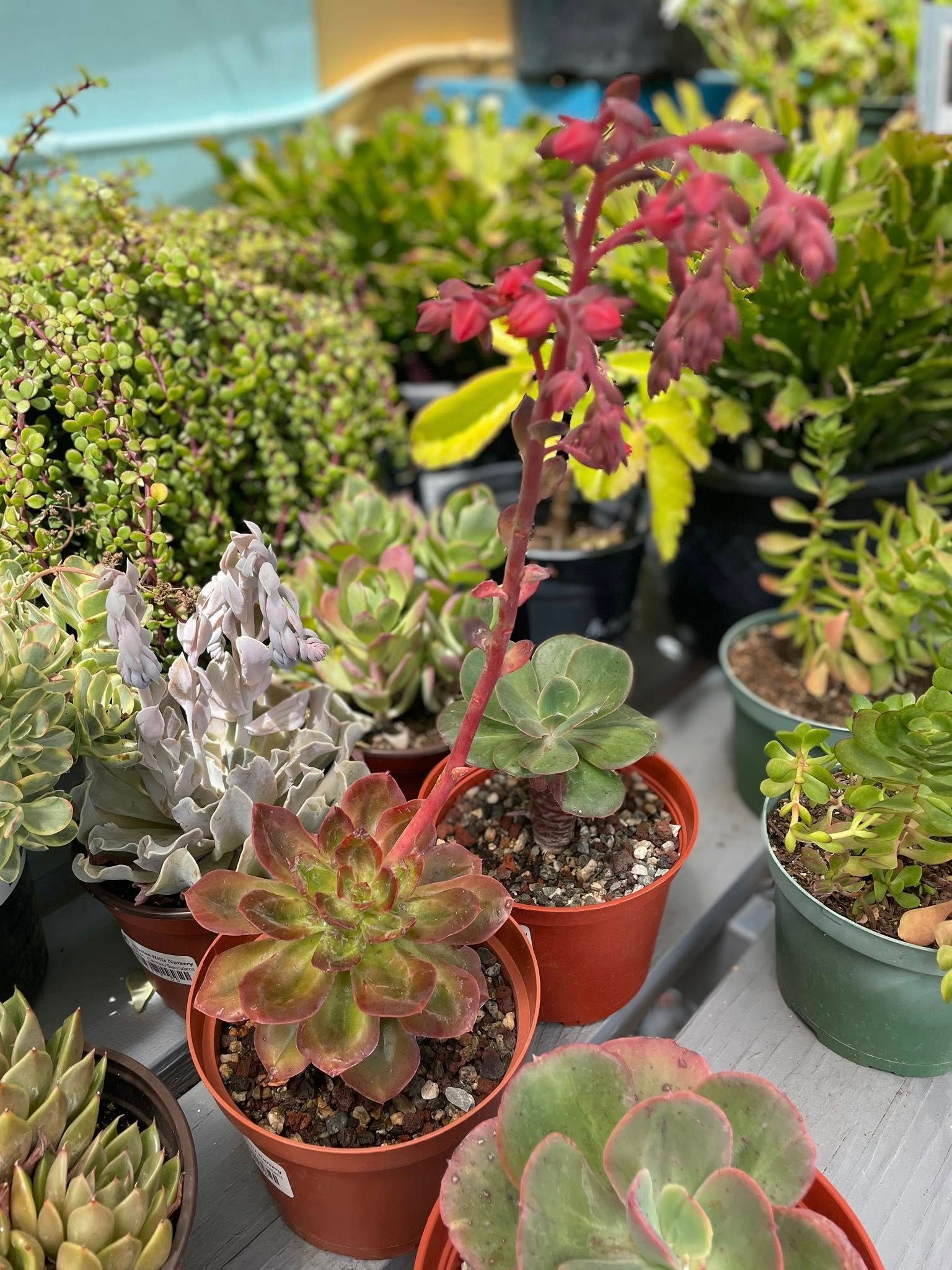 Succulents in small pots, including one with a tall red flower stalk.